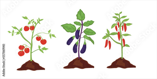Tomato, Aubergine, Red Pepper,  plants. Vegetable saplings vector illustration.