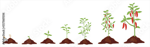 Growth stages of green pepper plant. Green pepper growing stages vector illustration