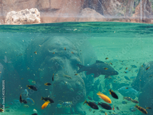 Fishes and Hippo inside a Big Blue Aquarium Tank