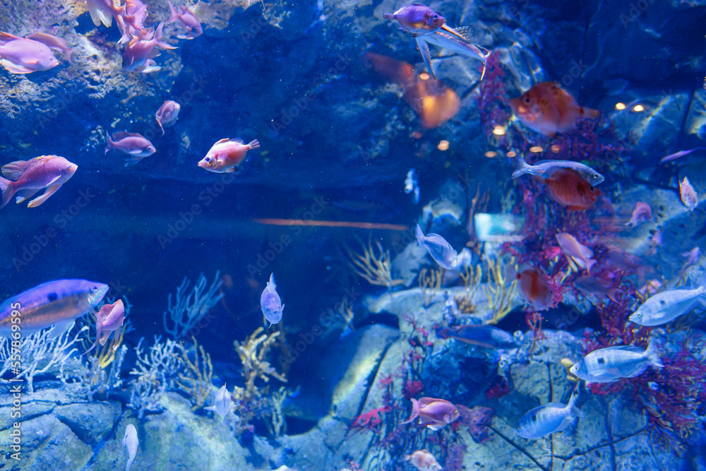 Fishes and Corals inside a Big Blue Aquarium Tank