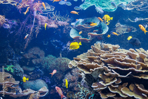 Fototapeta Naklejka Na Ścianę i Meble -  Fishes and Corals inside a Big Blue Aquarium Tank