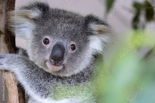 Fototapeta Naklejka Na Ścianę i Meble -  a baby koala in a tree