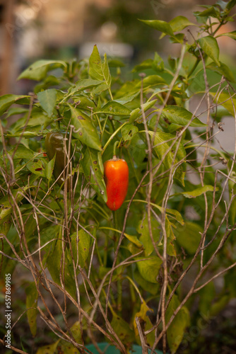 Red pepper ripens on a bush among green leaves