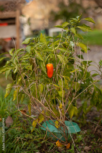 Red pepper ripens on a bush among green leaves