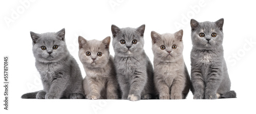 Row of five lilac and blue tortie British Shorthair cat kittens, sitting beside each other. All facing camera and looking at lens with round brown eyes. Isolated cutout on transparent background.