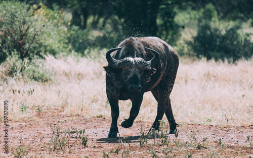 Gefährliches Tier in Serengeti photo