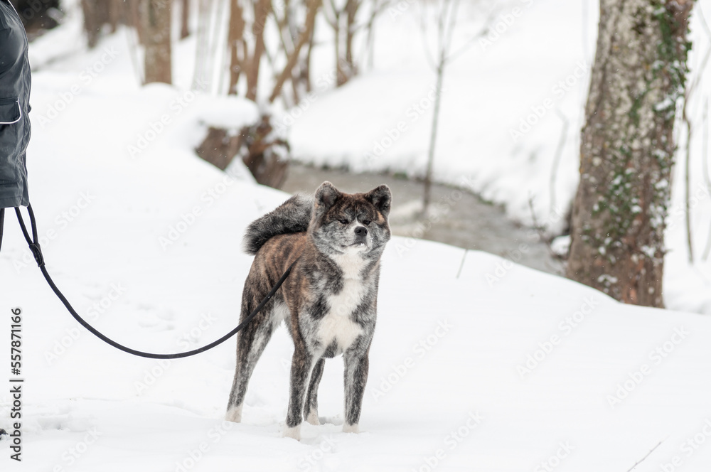 Obraz premium chien akita inu bringé dans une forêt en hiver, akita dans la neige