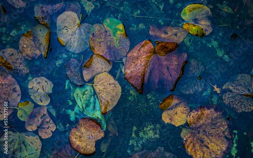 Wonderful color feast offered by the water-soaked leaves top view. A relaxing, natural background.