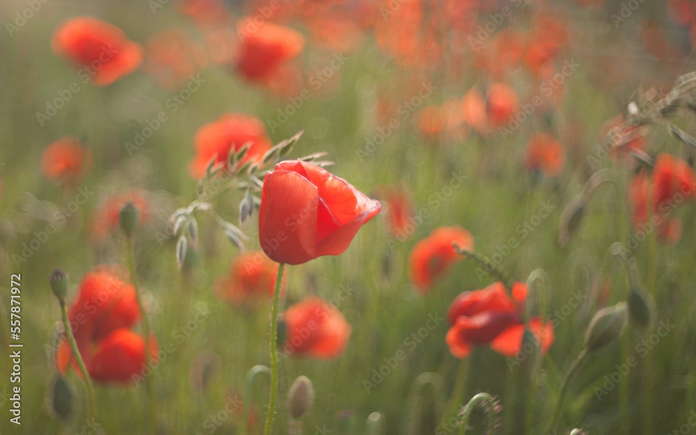 Obraz premium field of poppies