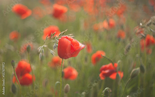 field of poppies