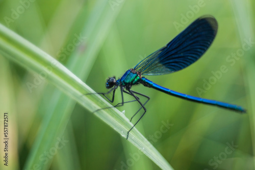 blue dragonfly on a green leaf © LIMARIO