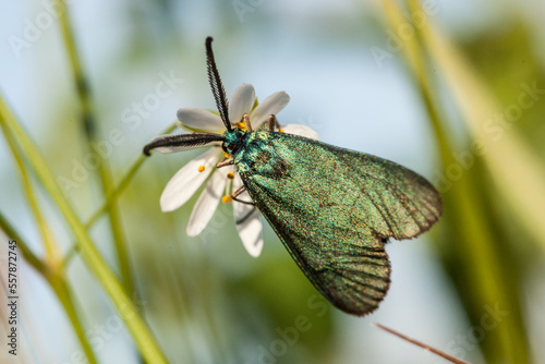 green forester moth, Adscita statices