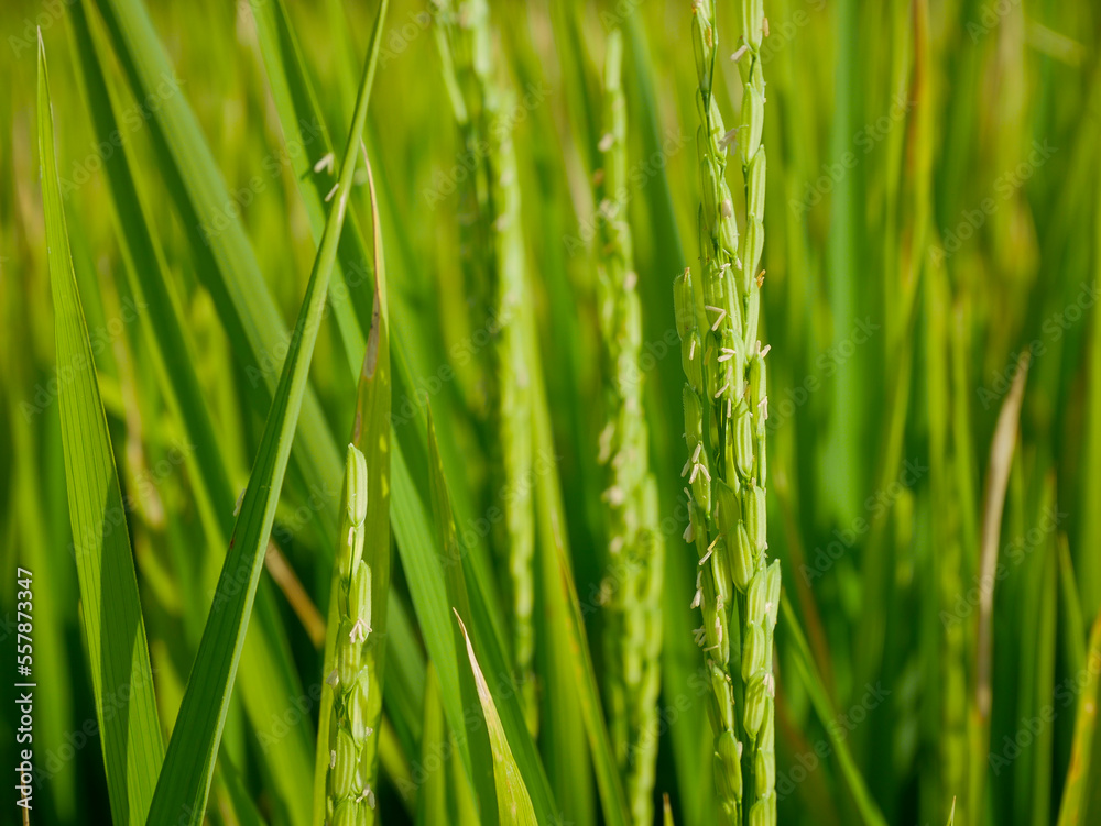 Rice stalks in the vast fields important agricultural products of Thailand Rice stalks in the vast fields important agricultural products of Thailand
