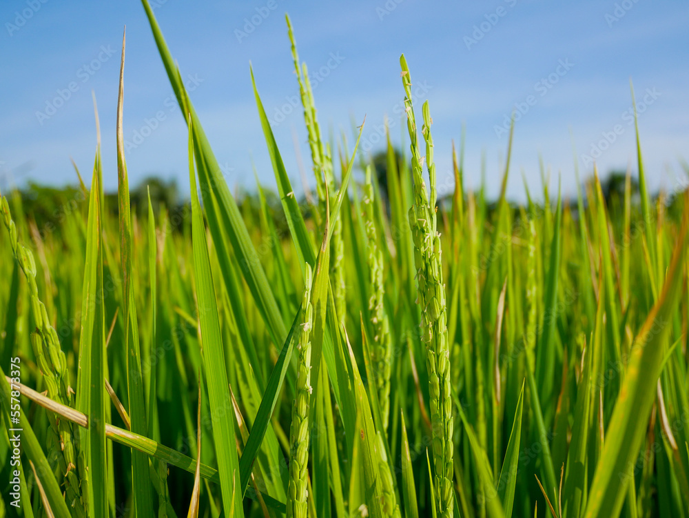 Rice stalks in the vast fields important agricultural products of Thailand Rice stalks in the vast fields important agricultural products of Thailand