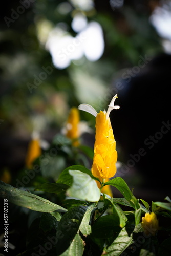 Pachystachys lutea flowers in a shady garden