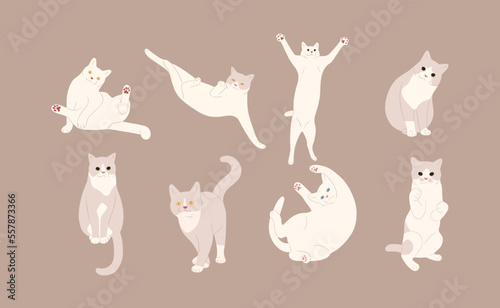 white cat cute 14 on a brown background, vector illustration.