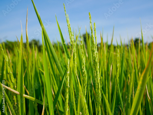 Rice stalks in the vast fields important agricultural products of Thailand