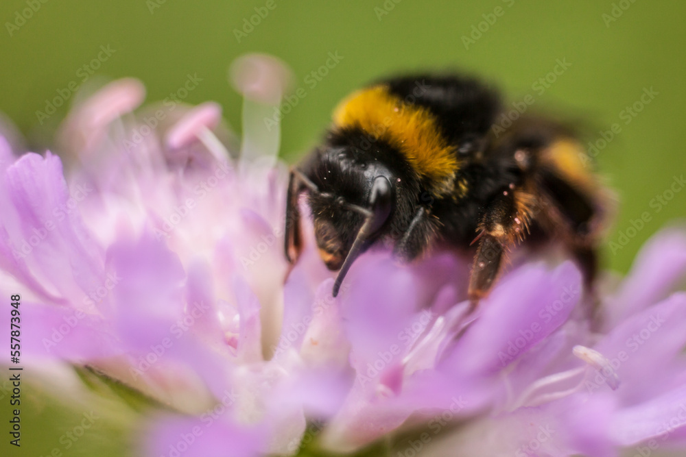 bumble-bee on a flower bumble-bee on a flower