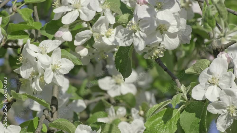 Nature in springtime. Branch with beautiful white spring apple flowers on apple tree. Nature scene with flowering apples tree on blossom background. Botanical bloom concept. Blooming backdrop Nature in springtime. Branch with beautiful white spring apple flowers on apple tree. Nature scene with flowering apples tree on blossom background. Botanical bloom concept. Blooming backdrop