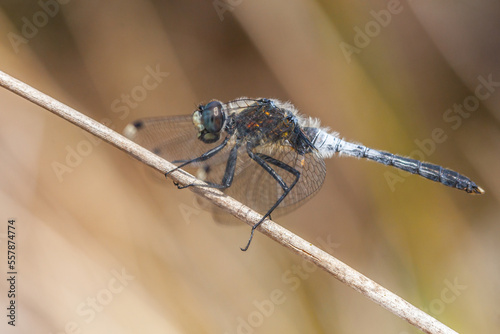 blue dragonfly on a branch, leucorrhinia albifrons photo