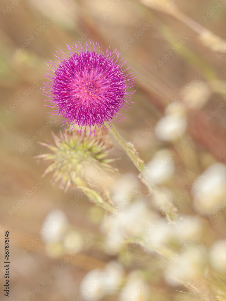 thistle flower in bloom