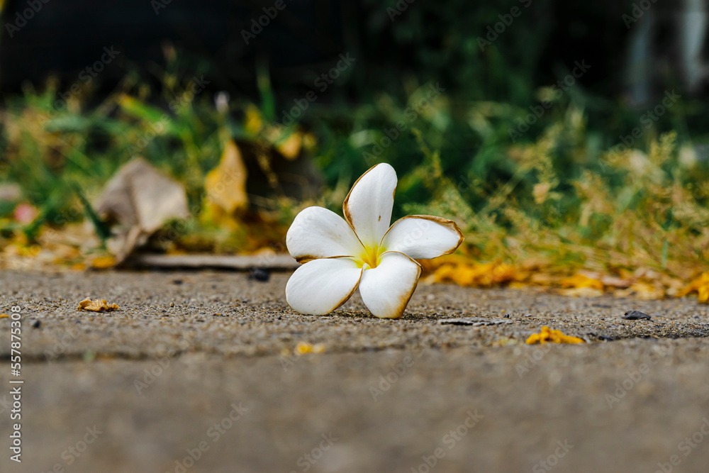 white plumeria flowers dropped on a ground