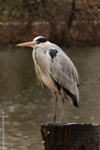 Ardea Cinerea, perched on a log waiting to hunt in a lake, March 3 world wildlife day.