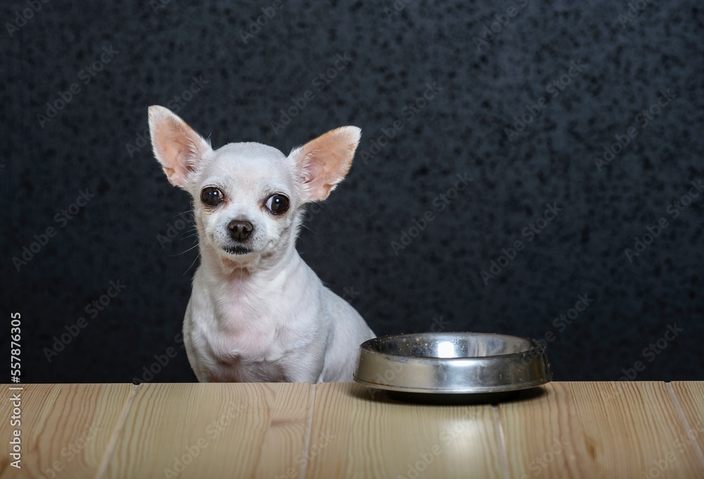 A small white dog Chihuahua sits at a wooden table made of light textured wood and looks straight ahead. Nearby on the table is an iron empty bowl for food