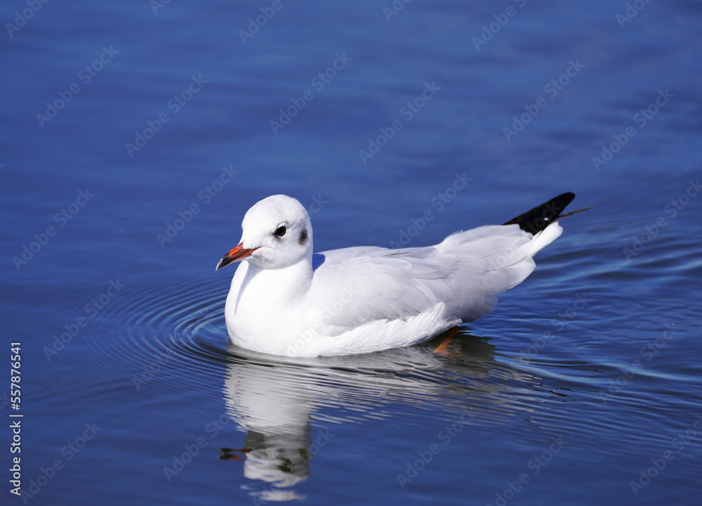 Seagull at the Steinhude Sea. Water bird. Larinae.
Seagull at the Steinhude Sea. Water bird. Larinae.