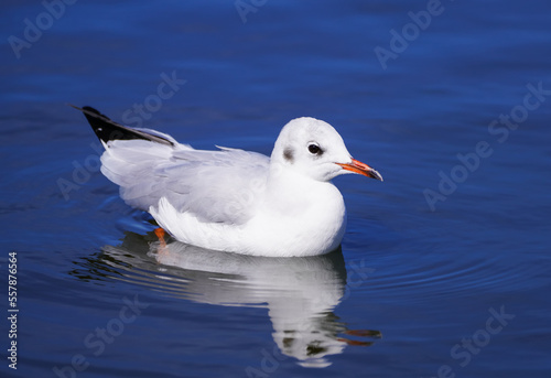 Seagull at the Steinhude Sea. Water bird. Larinae.
