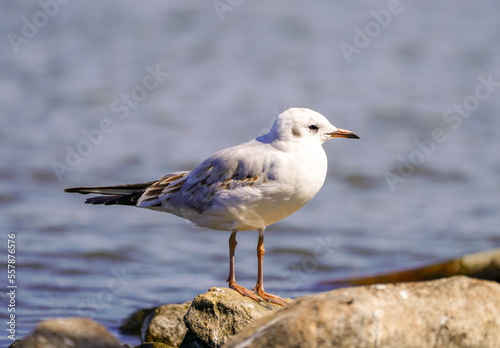 Seagull at the Lake Steinhude. Water bird. Larinae.
