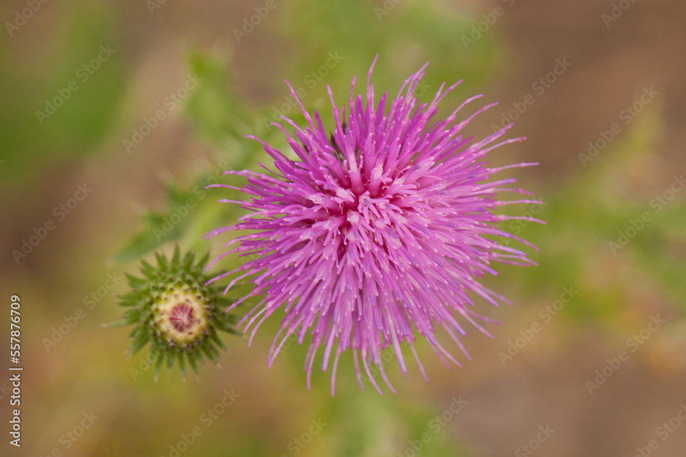 flower of a thistle flower of a thistle