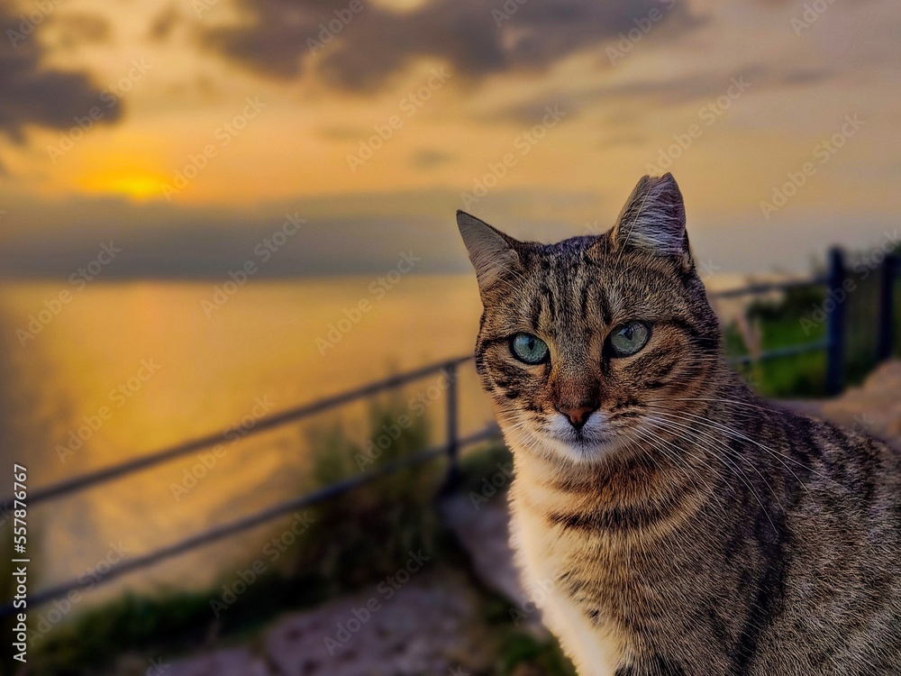 Obraz premium Cat and sunset