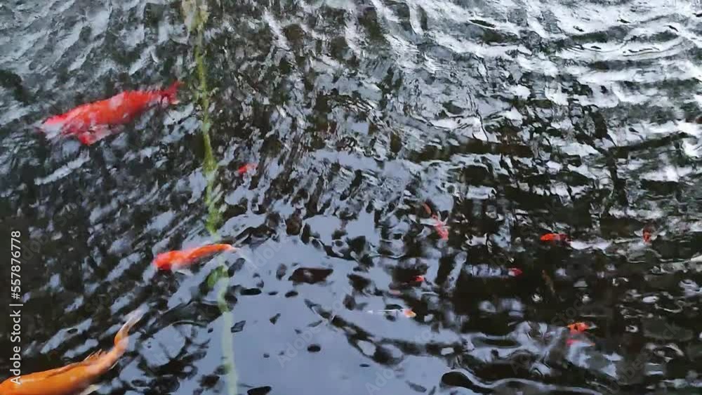 small pond with japanese koi swimming around-white,orange,red koi fishes small pond with japanese koi swimming around-white,orange,red koi fishes