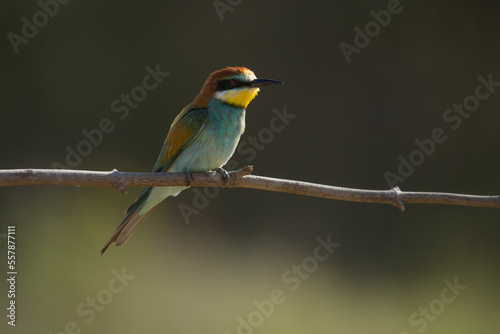 bee-eater, merops apiaster