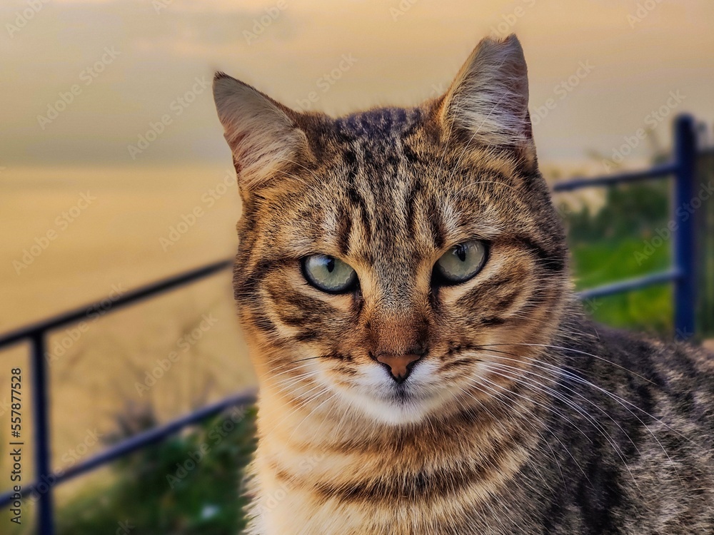 Obraz premium Cat eyes