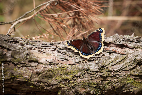 mourning, cloak, Camberwell, beauty, spiny, elm, caterpillar, grand, surprise, white, petticoat, Nymphalis antiopa photo