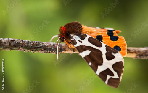 moth on a branch, garden tiger moth, Arctia caja photo