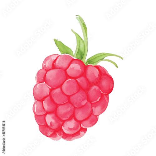 raspberry hand drawn with watercolor painting style illustration