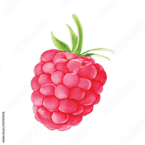 raspberry hand drawn with watercolor painting style illustration
