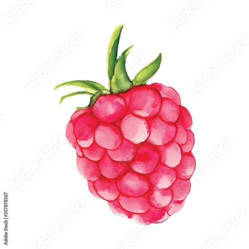 raspberry hand drawn with watercolor painting style illustration