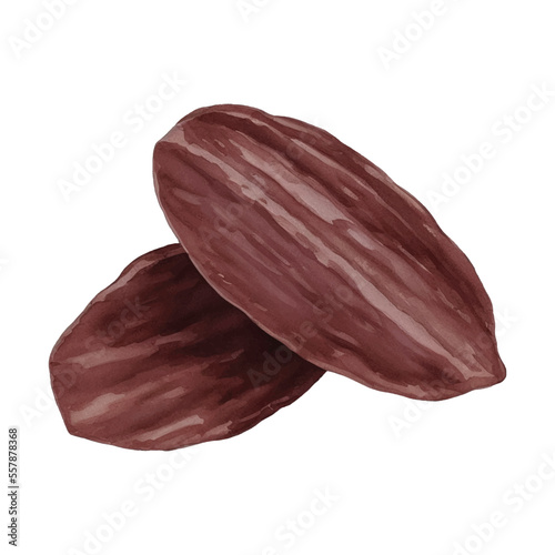 raisin hand drawn with watercolor painting style illustration