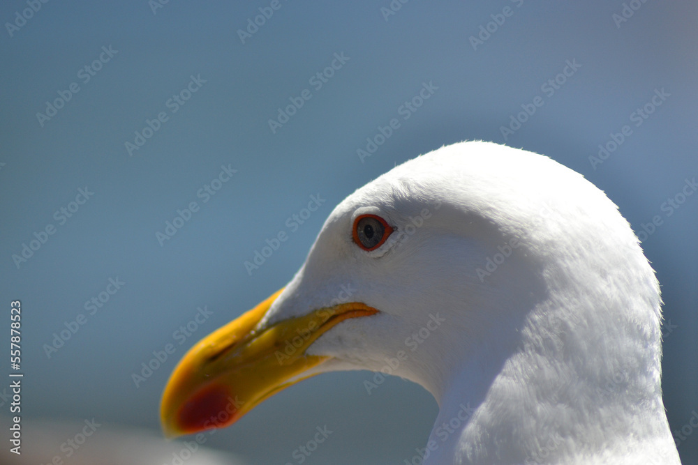 a seagull in summer on the coast of Chile a seagull in summer on the coast of Chile
