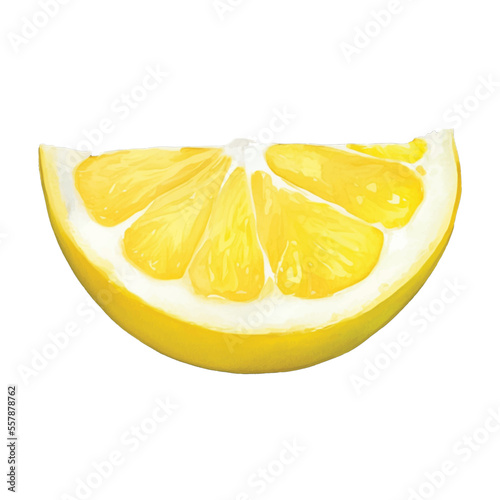 lemon slice hand drawn with watercolor painting style illustration