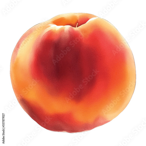peach hand drawn with watercolor painting style illustration