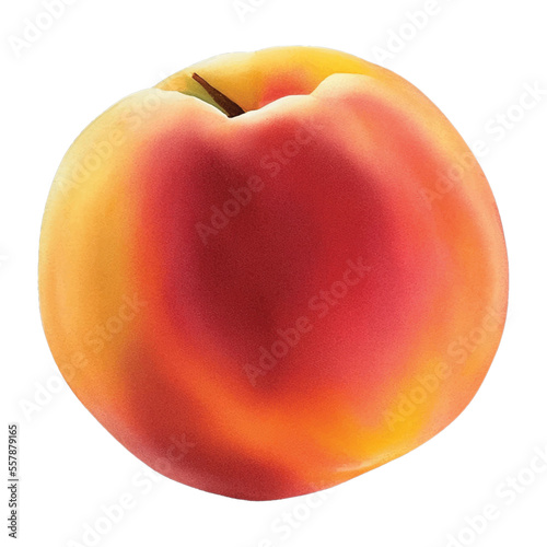 peach hand drawn with watercolor painting style illustration