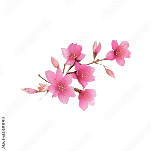 sakura flower hand drawn with watercolor painting style illustration © slowbuzzstudio
