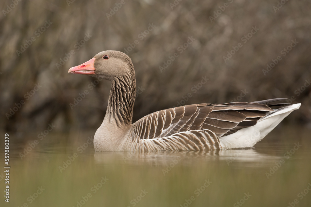 goose on the water goose on the water