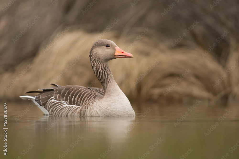 goose on the water, anser anser goose on the water, anser anser