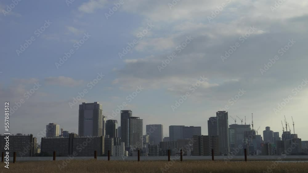 Osaka Umeda City, beautiful scenery of silver grass field on the Yodo River Osaka Umeda City, beautiful scenery of silver grass field on the Yodo River
